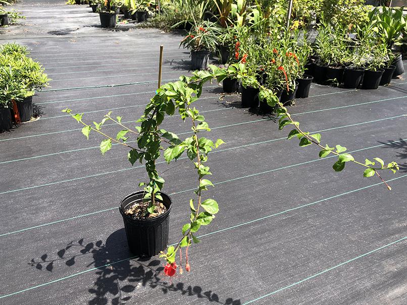 Hibiscus grandidieri var. greveanus