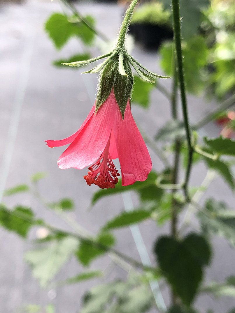 Hibiscus poeppigii