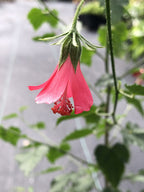 Hibiscus poeppigii