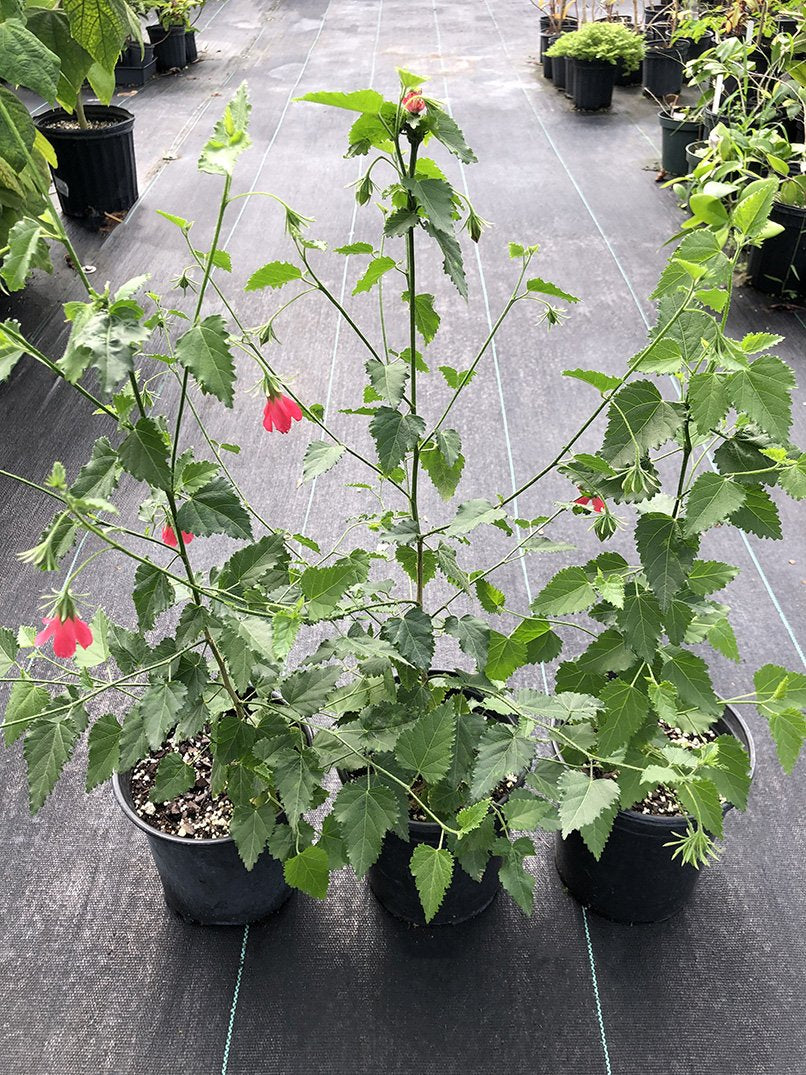 Hibiscus poeppigii