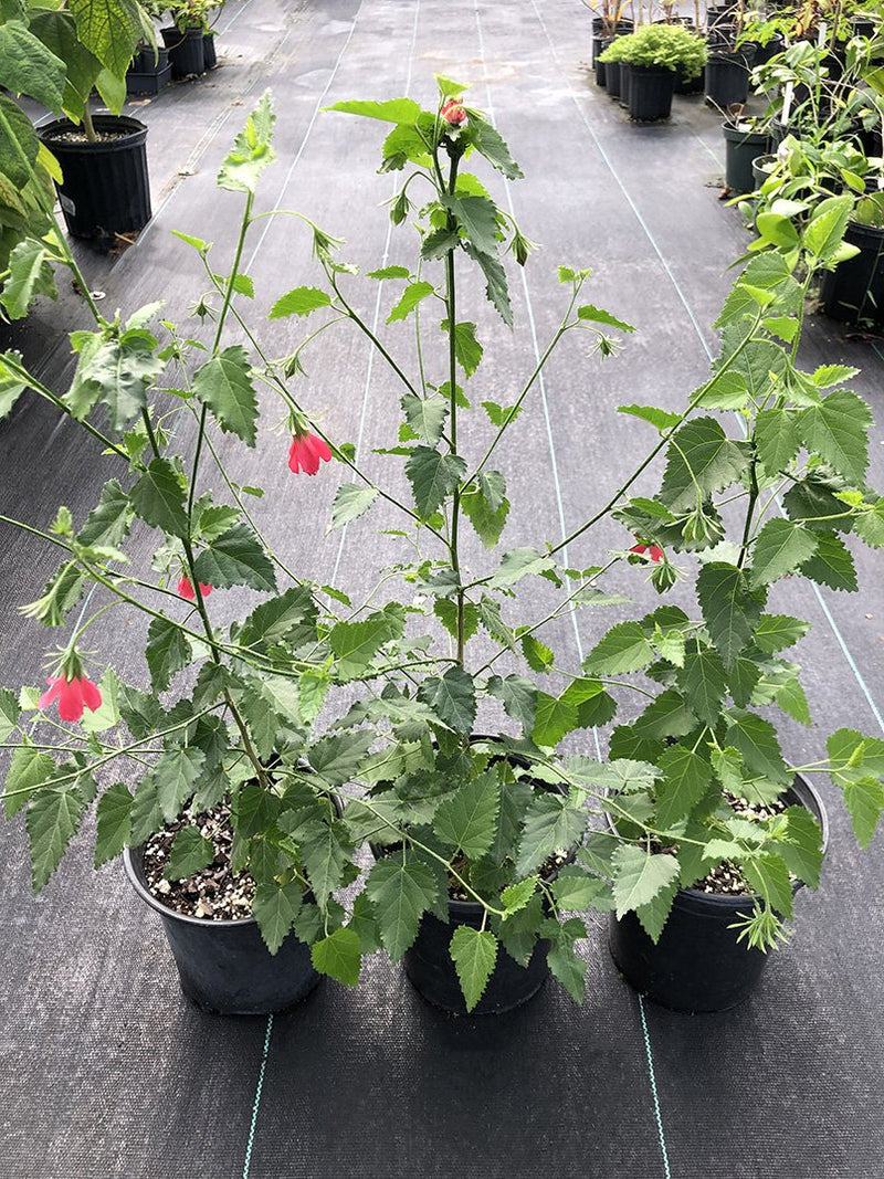 Hibiscus poeppigii