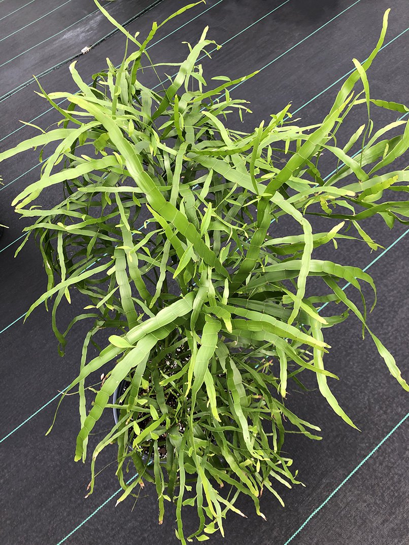 Homalocladium platycladum
