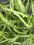 Homalocladium platycladum
