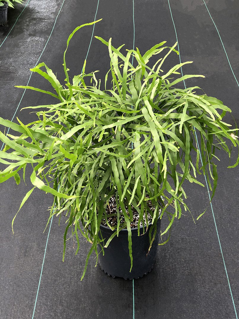 Homalocladium platycladum