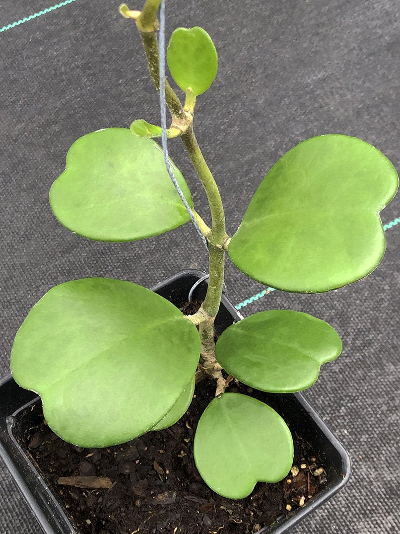 Hoya kerrii
