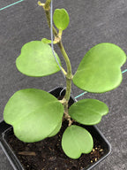 Hoya kerrii
