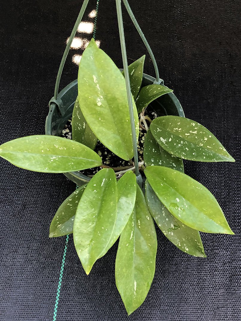 Hoya pubicalyx