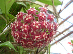 Hoya pubicalyx