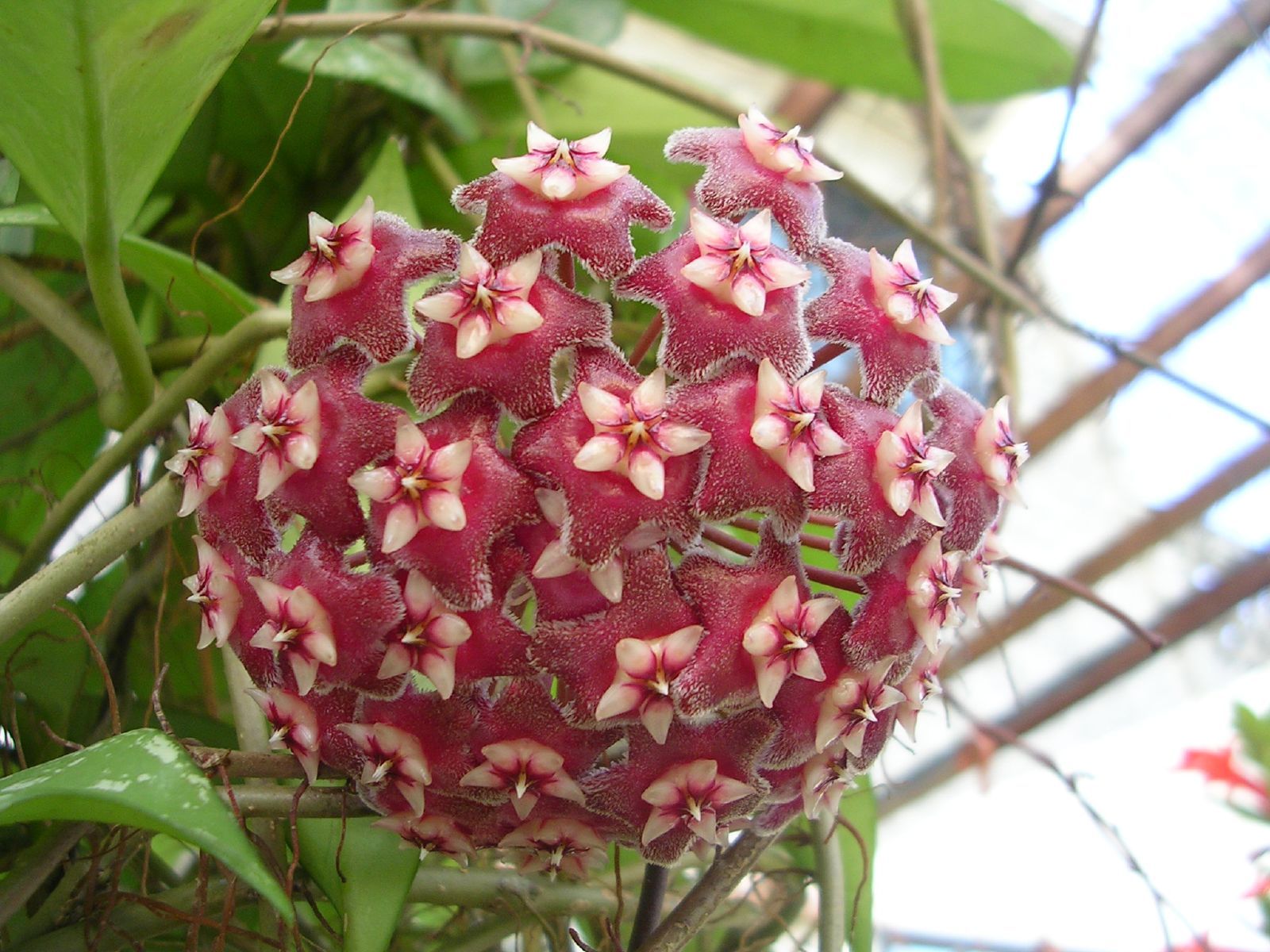 Hoya pubicalyx
