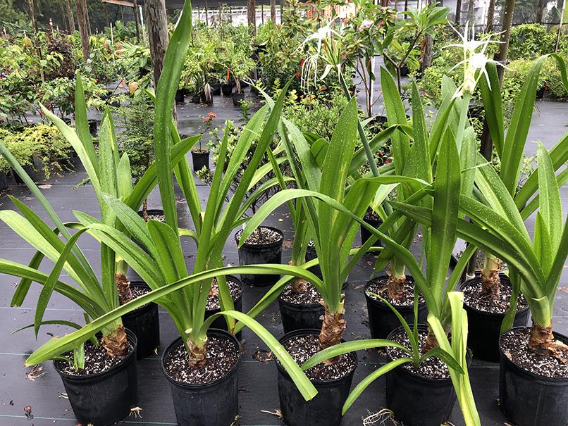 Hymenocallis sp. (vigorous clone)