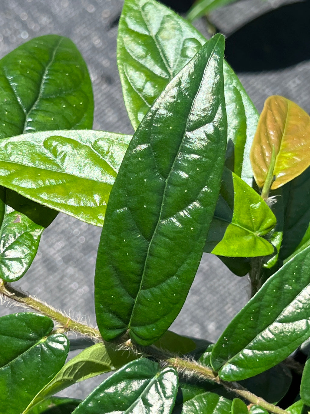 Ficus sagittata