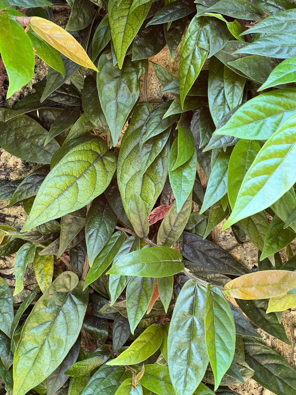 Ficus sagittata