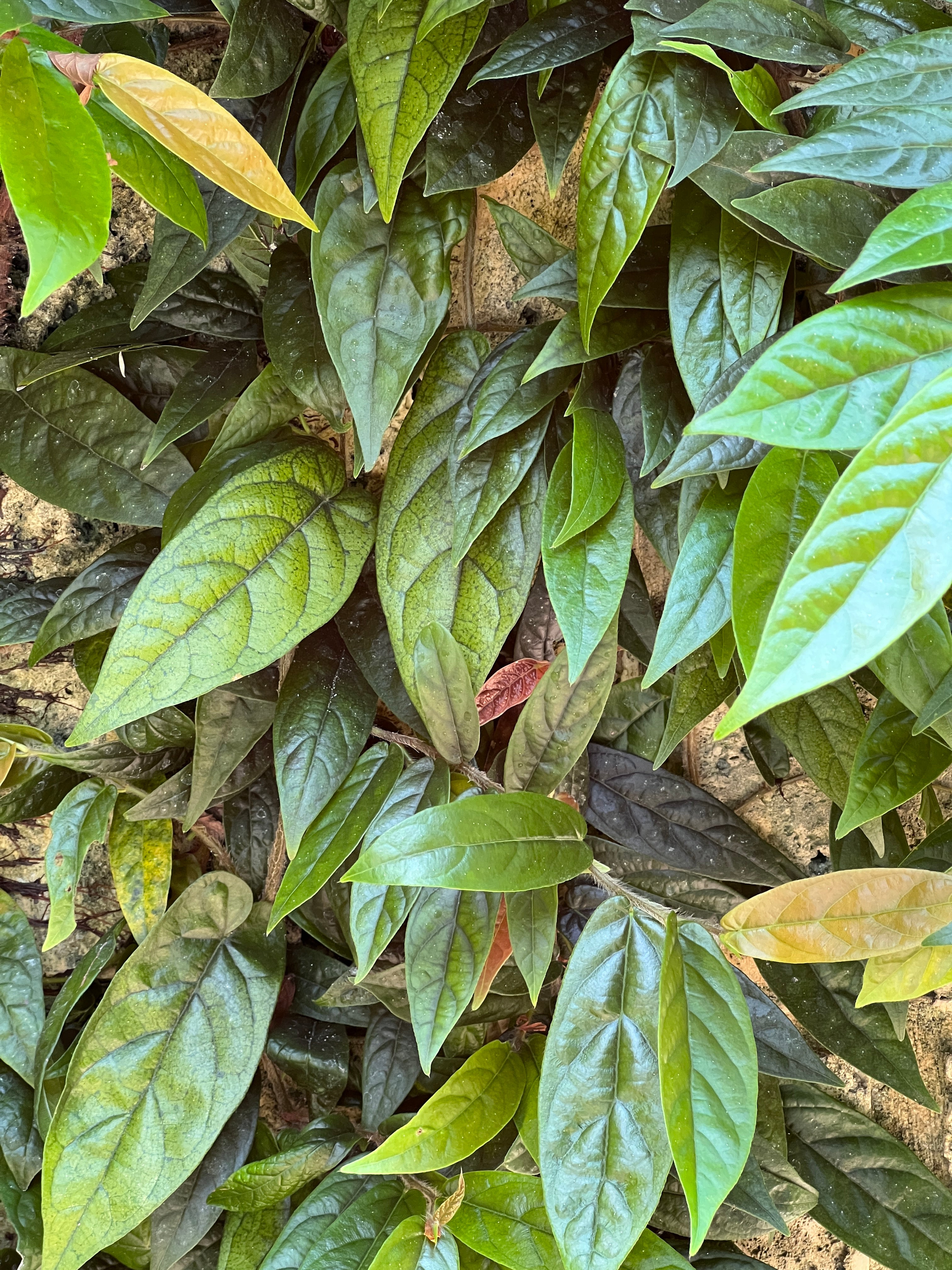 Ficus sagittata