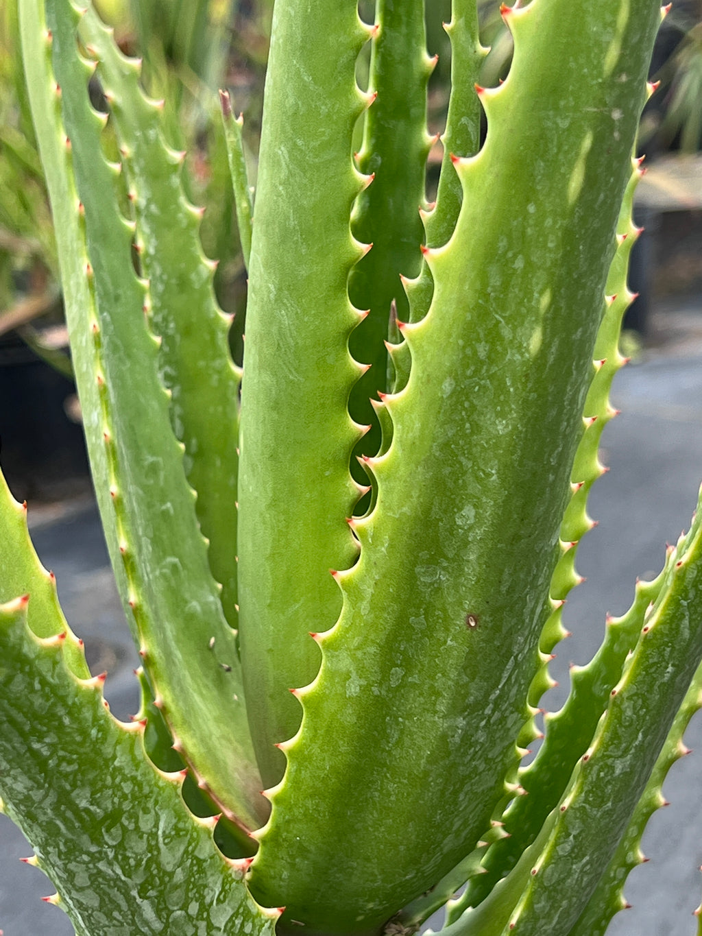 Aloe dawei