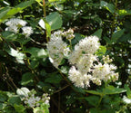 Koanophyllon villosum