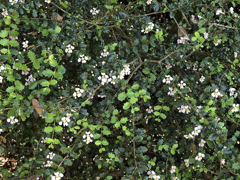 Malpighia coccigera 'Low Boy'