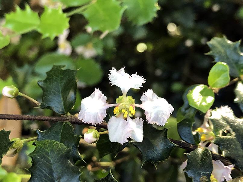 Malpighia coccigera 'Low Boy'