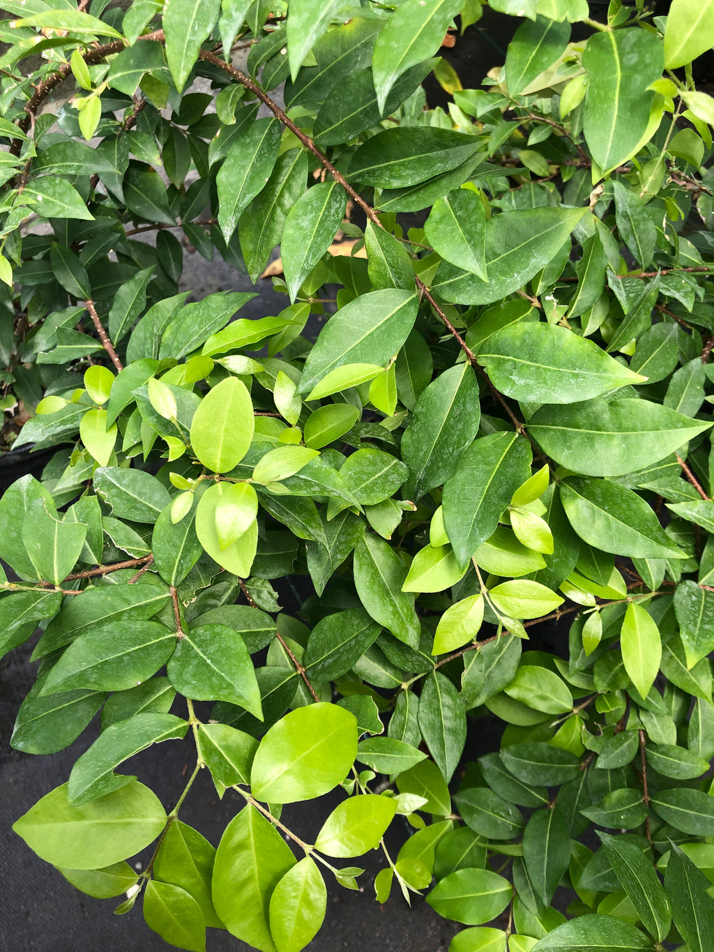 Malpighia glabra 'Nana'