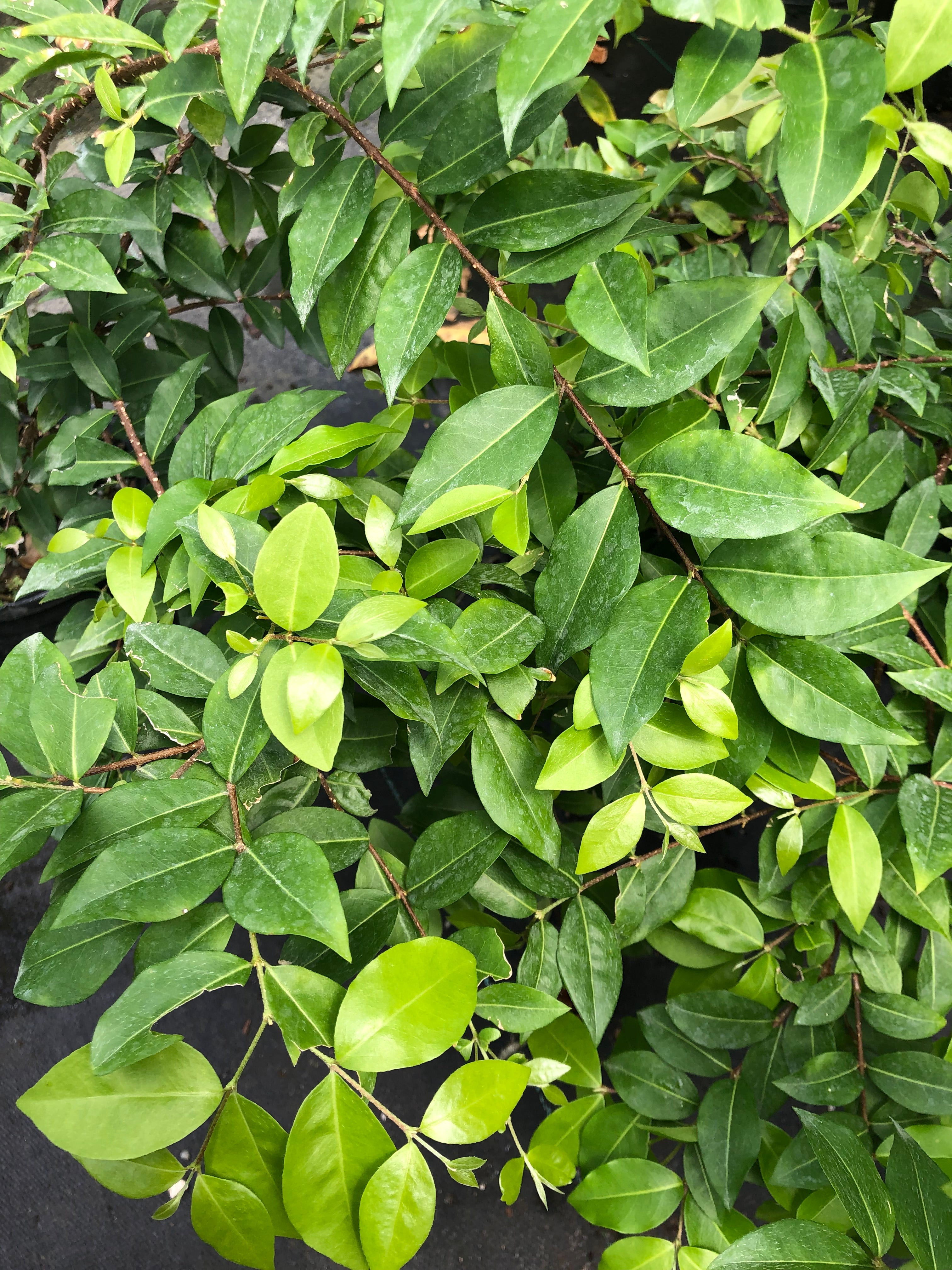 Malpighia glabra 'Nana'