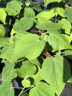 Malvaviscus cf. arboreus
