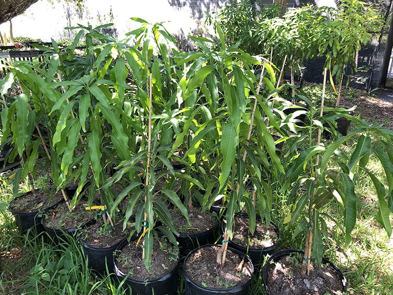 Mangifera indica 'Florigon'