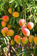 Mangifera indica 'Glenn'