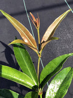 Medinilla balls-headleyi