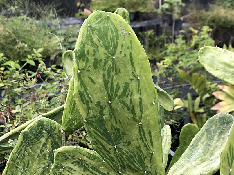 Opuntia cochenillifera - Variegated