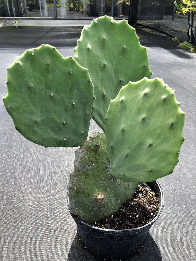 Opuntia gomei 'Old Mexico'