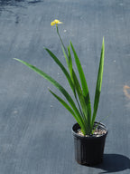 Trimezia steyermarkii