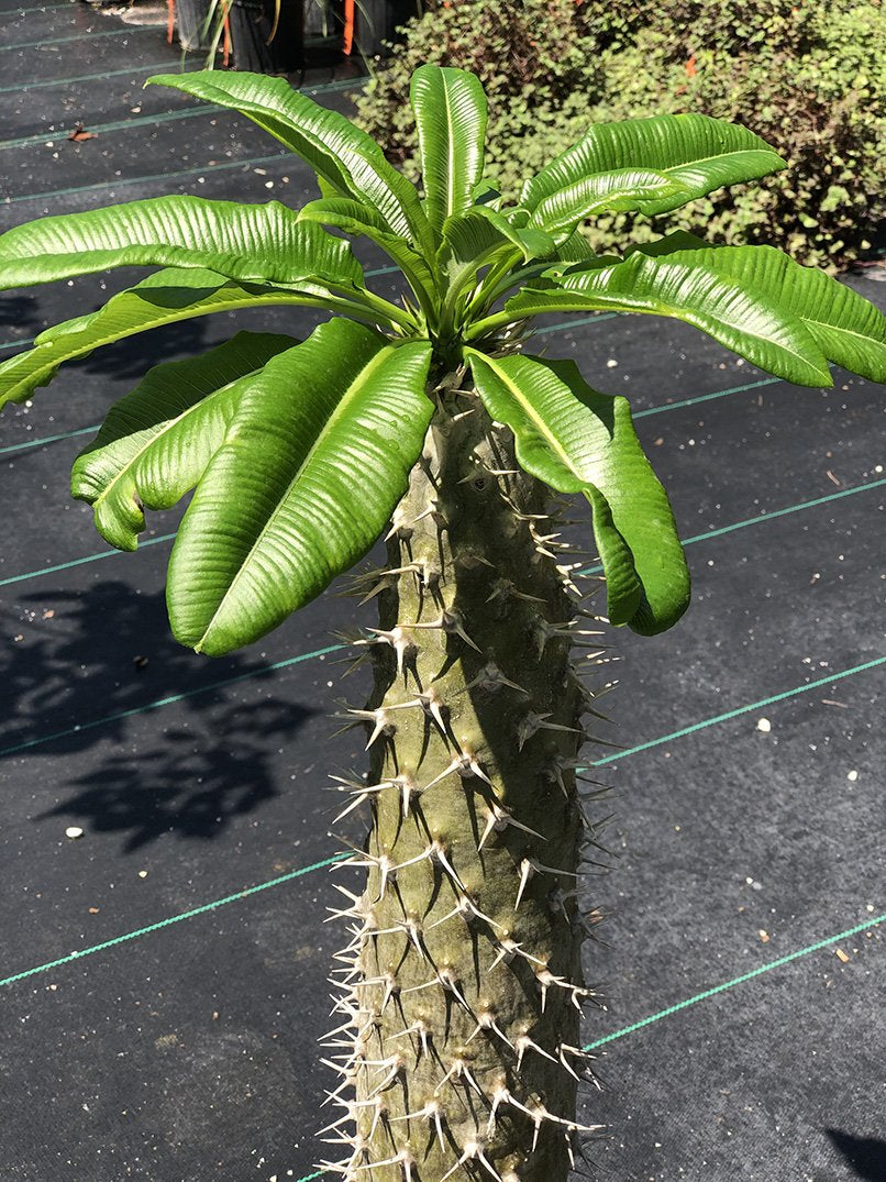 Pachypodium lamerei