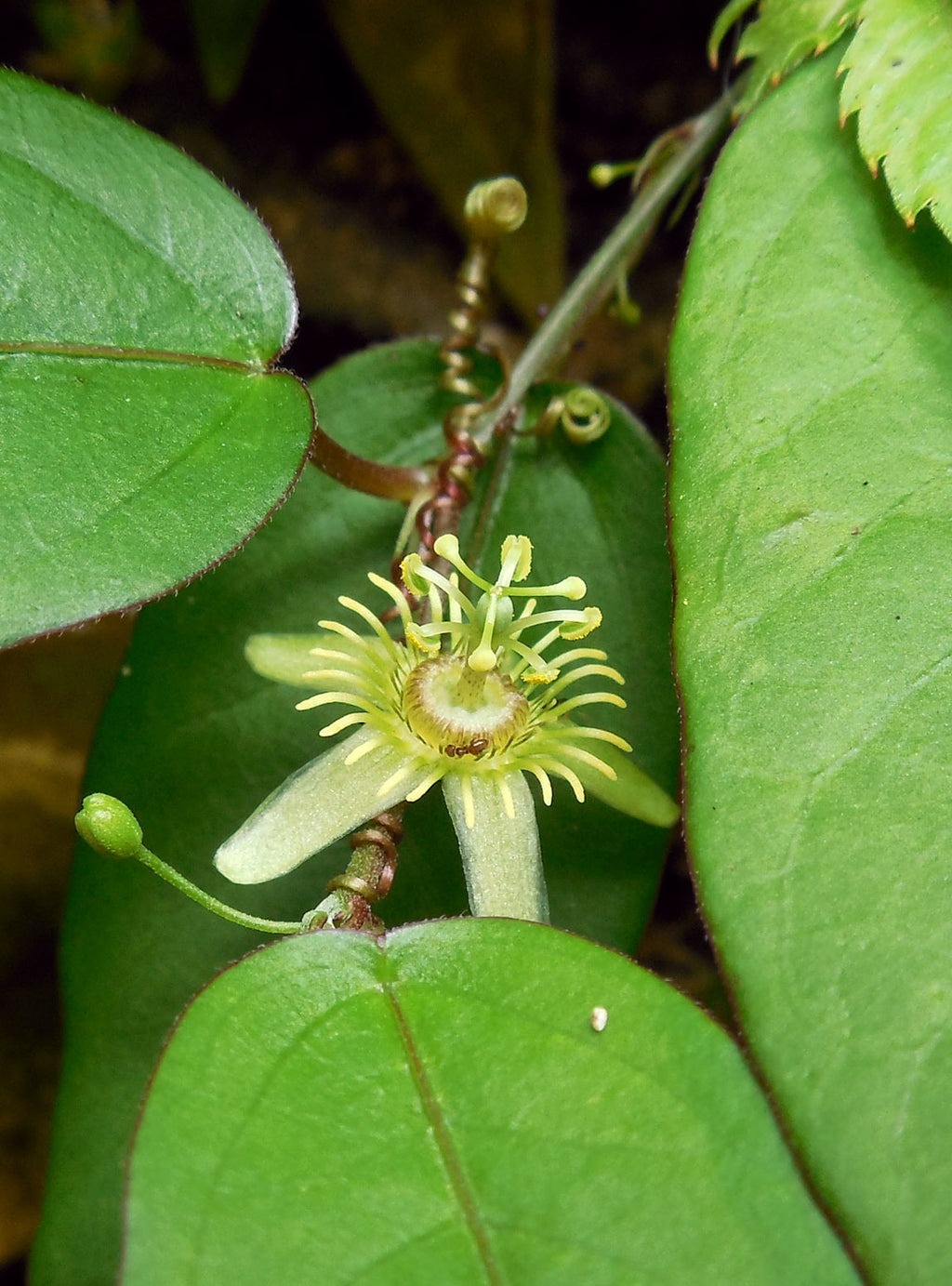 Passiflora suberosa