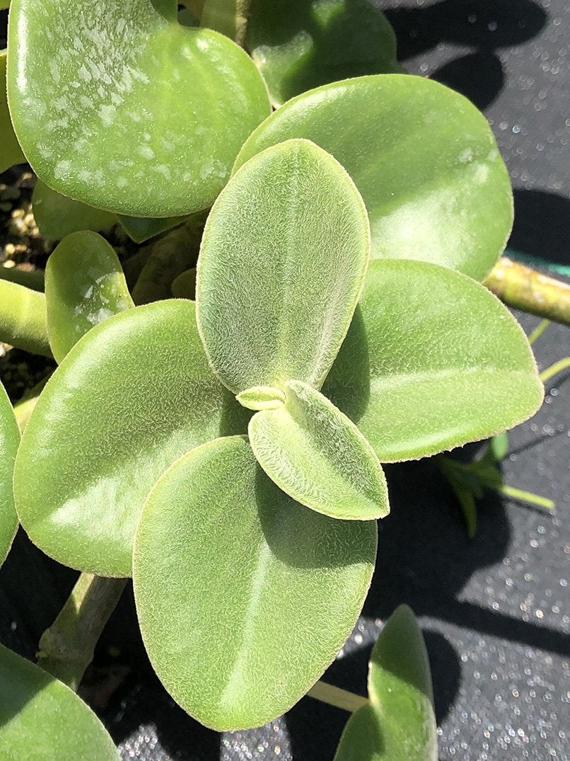 Peperomia incana