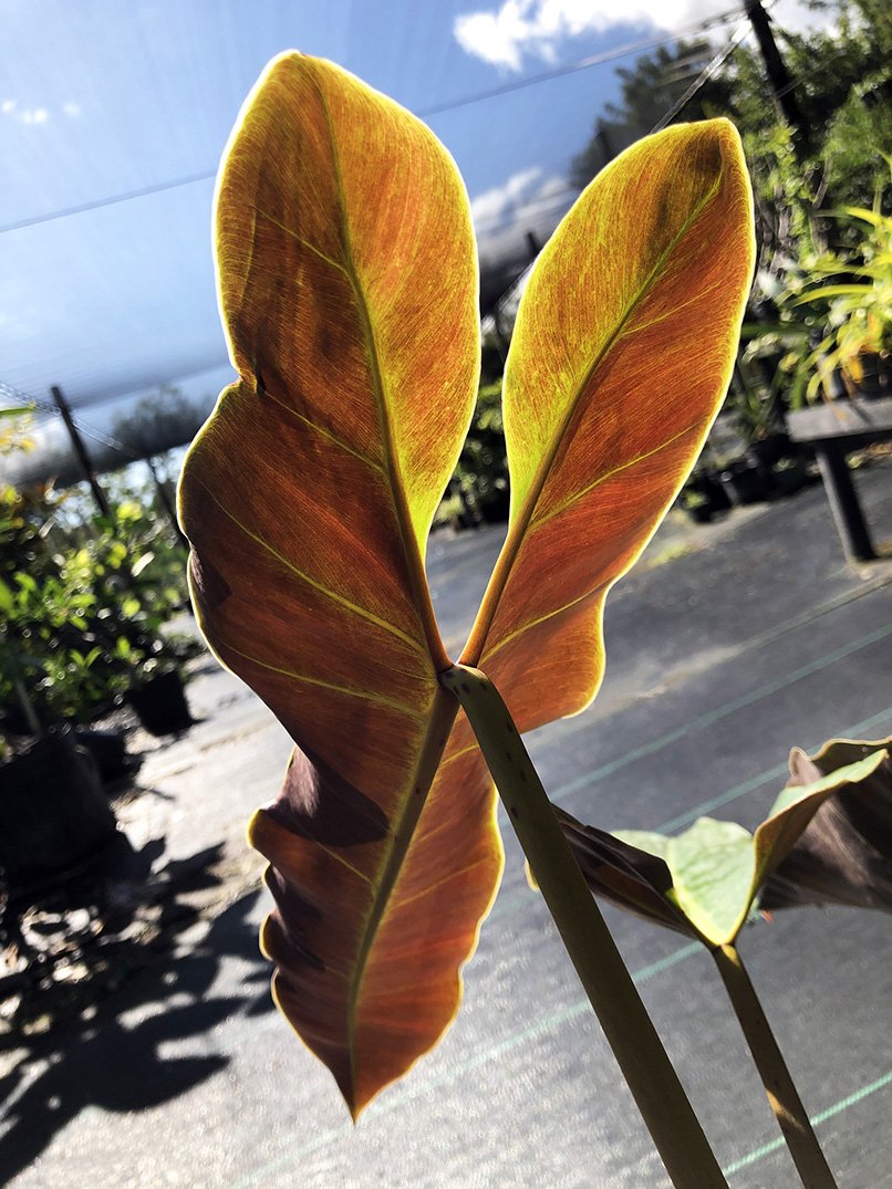 Philodendron atabapoense