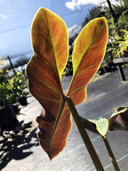 Philodendron atabapoense