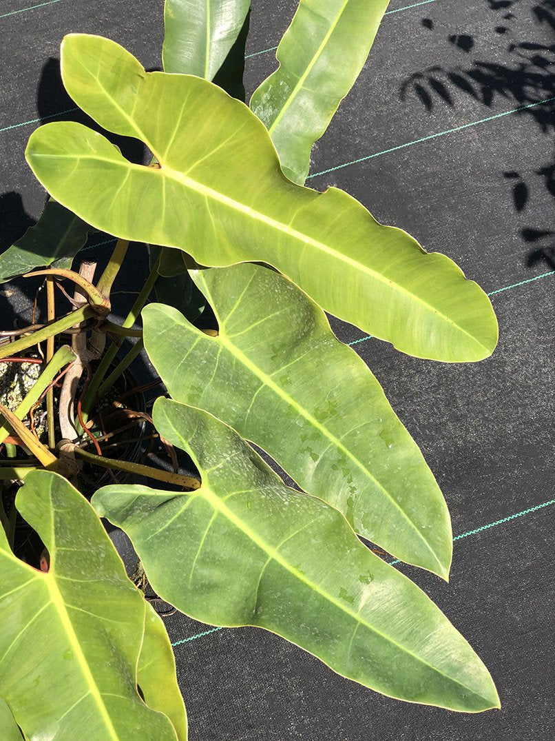 Philodendron atabapoense