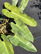 Philodendron atabapoense