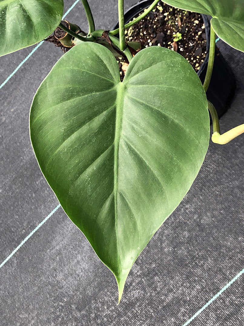Philodendron hederaceum