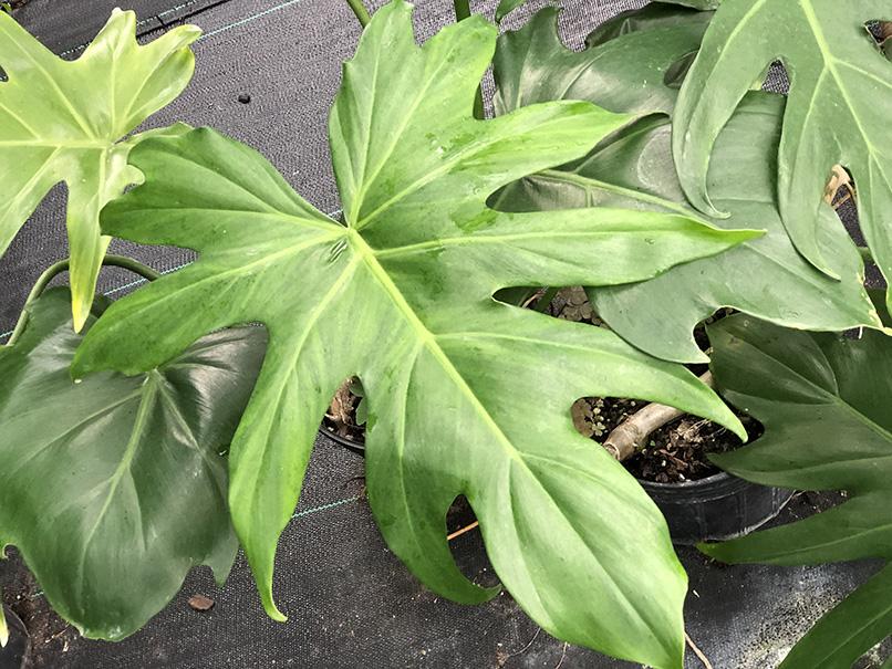 Philodendron lacerum (Deep lobe form)