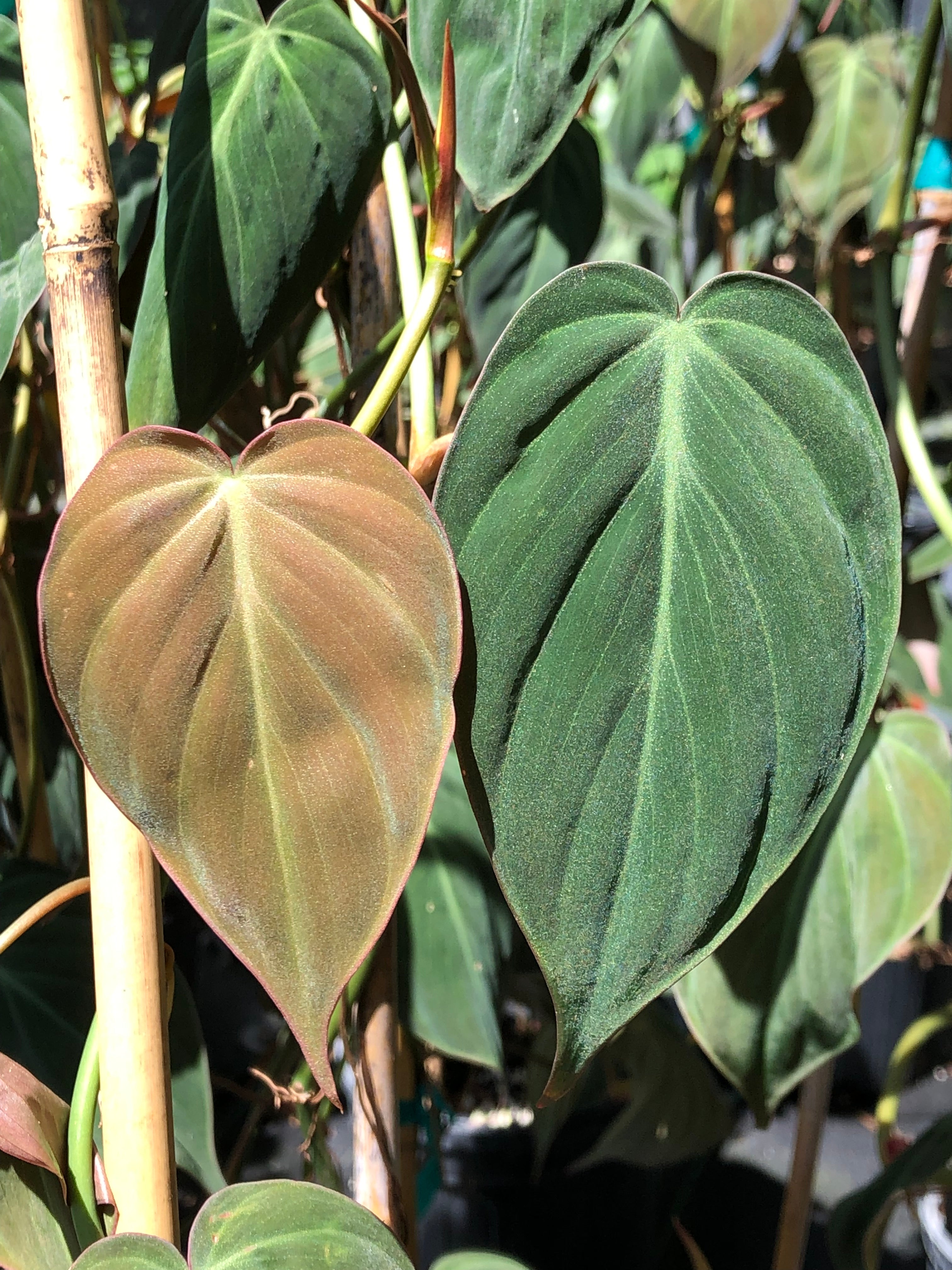 Philodendron micans