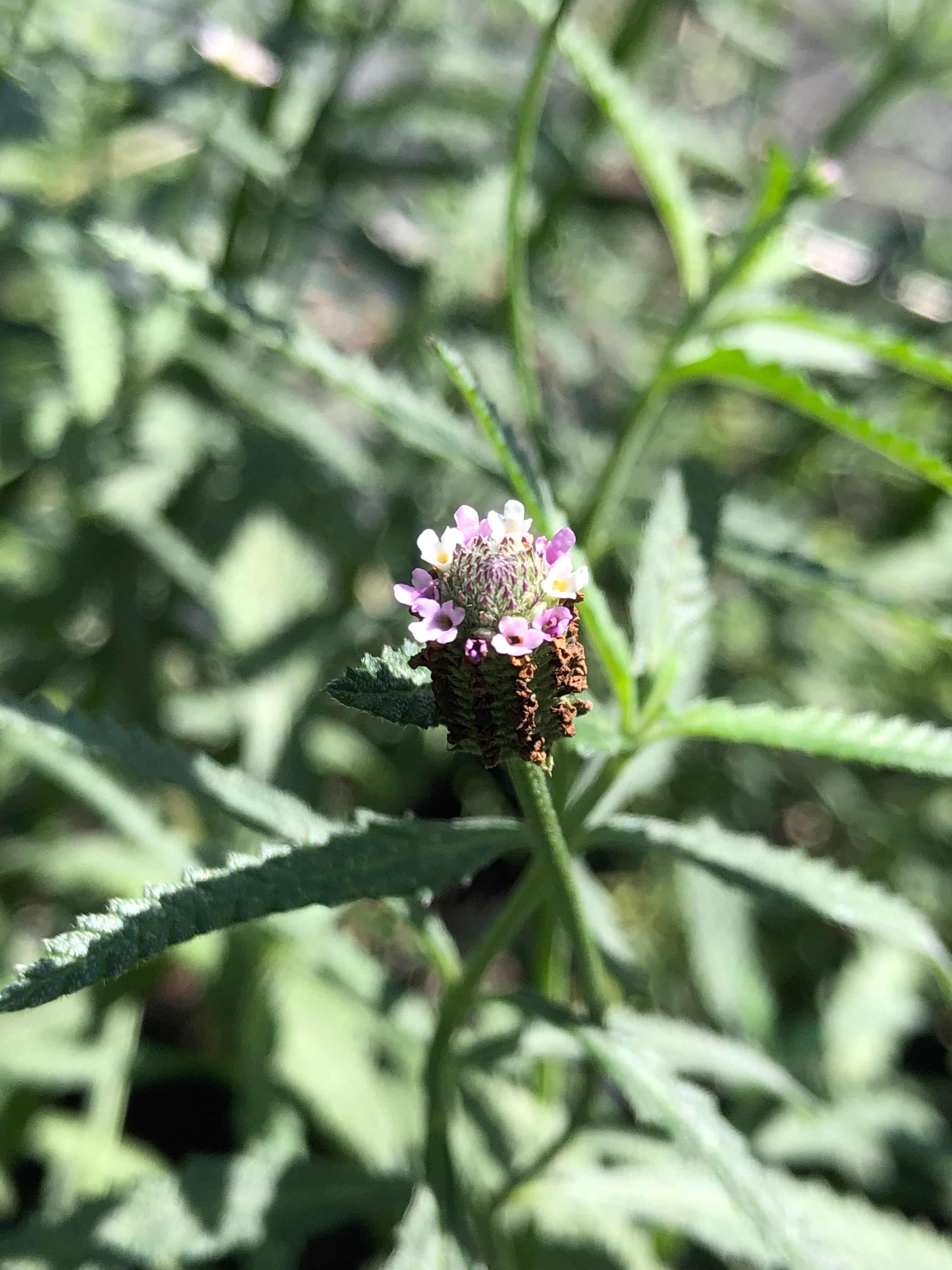Phyla stoechadifolia