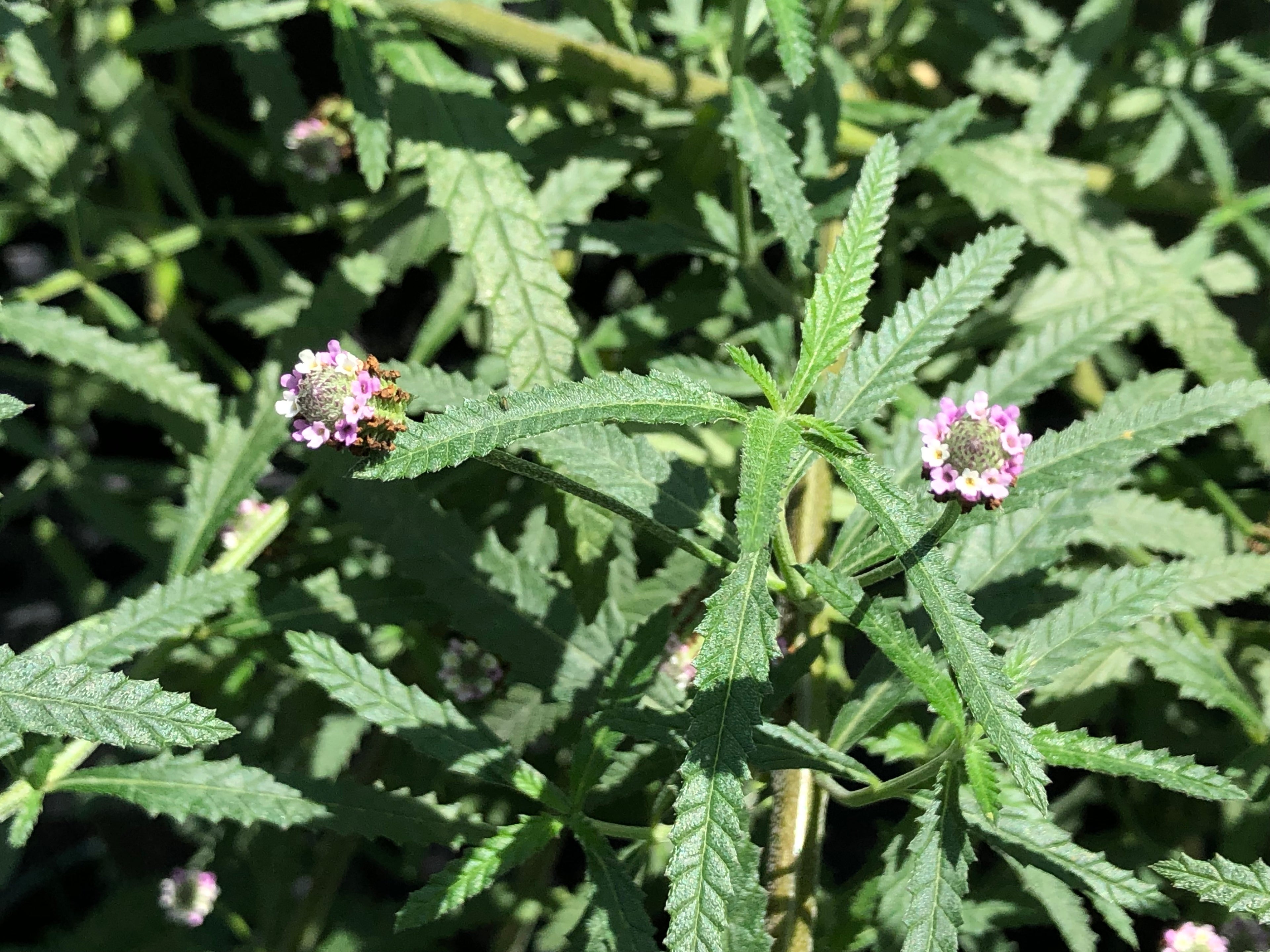 Phyla stoechadifolia