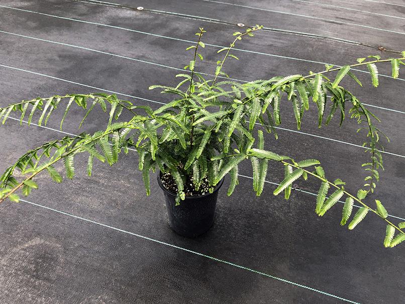 Phyllanthus sp. (tiny leaves and proliferous tips)