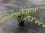 Phyllanthus sp. (tiny leaves and proliferous tips)