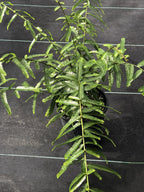 Phyllanthus sp. (tiny leaves and proliferous tips)