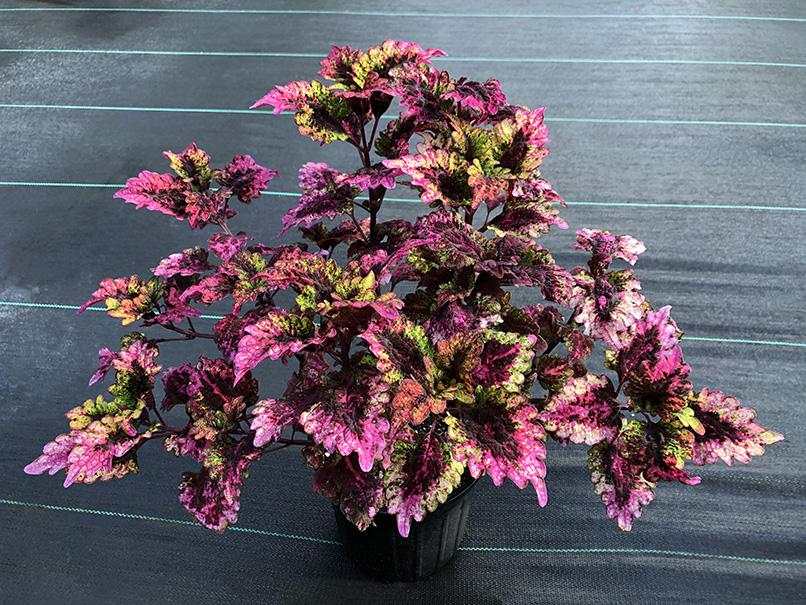 Plectranthus scutellarioides 'Florida Sun Rose'