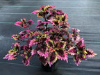 Plectranthus scutellarioides 'Florida Sun Rose'