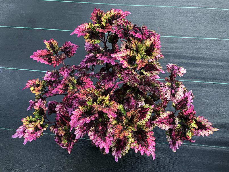 Plectranthus scutellarioides 'Florida Sun Rose'