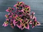 Plectranthus scutellarioides 'Florida Sun Rose'