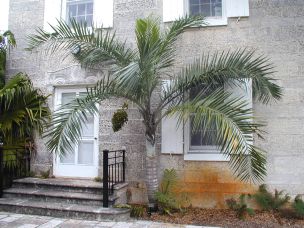 Pseudophoenix sargentii